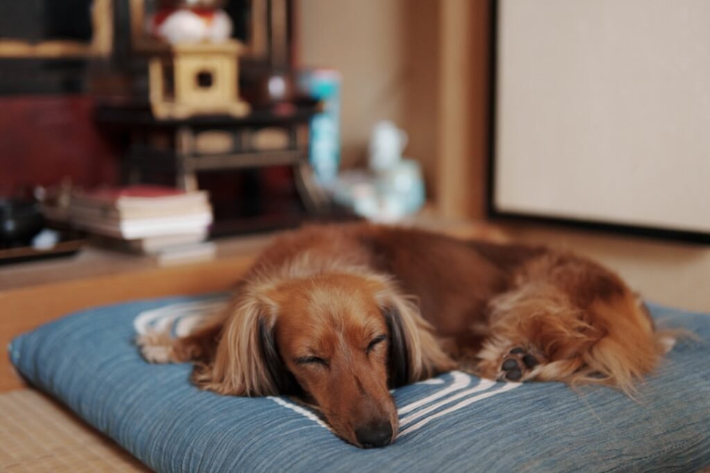 Circadian Rhythm Malfunction: The Science of Sleep Disruption