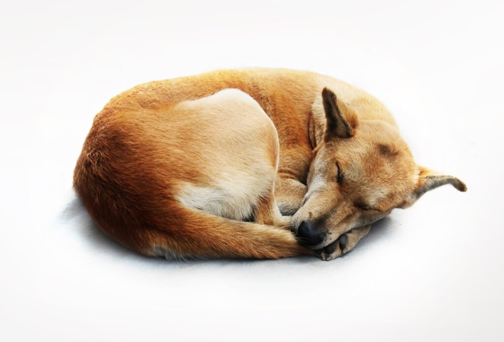 Circadian Stress: The Unseen Saboteur of Your Biological Clock