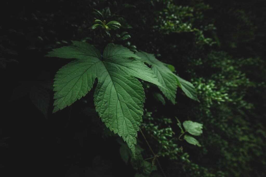 The Hidden Culprit Sabotaging Your Sleep: Chronic Inflammation