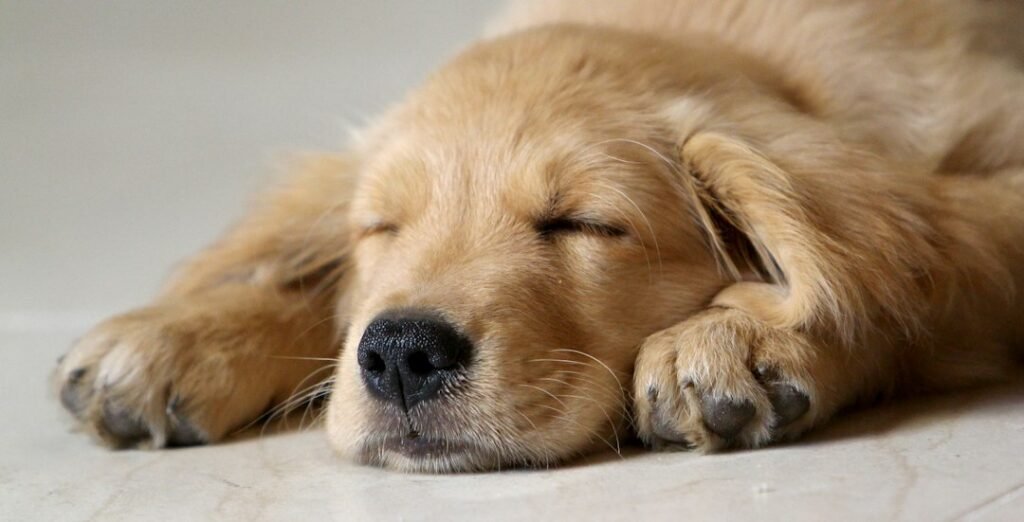 Inverted Cortisol: The Silent Saboteur of Your Sleep