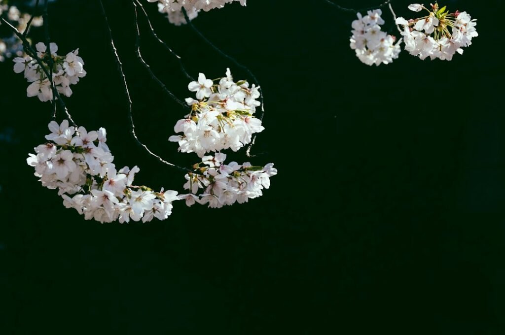 Unraveling Inverted Cortisol: Unlocking the Insomnia Puzzle
